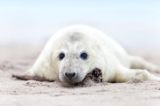 Seal pup with white fur