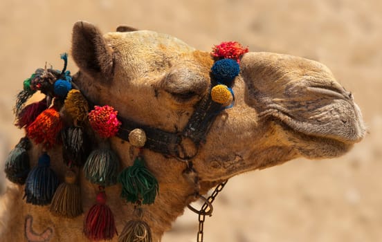 Decorated Camel i