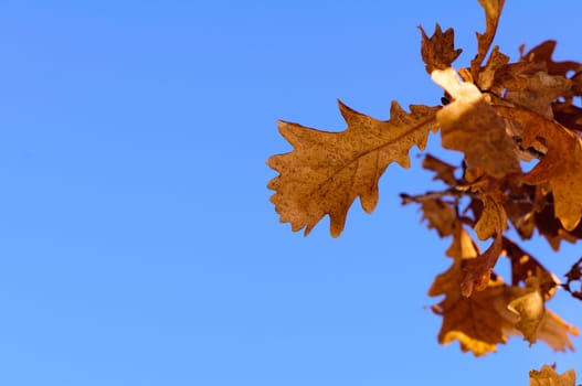 Autumn oak leaves against clear blue sky. Natural background.