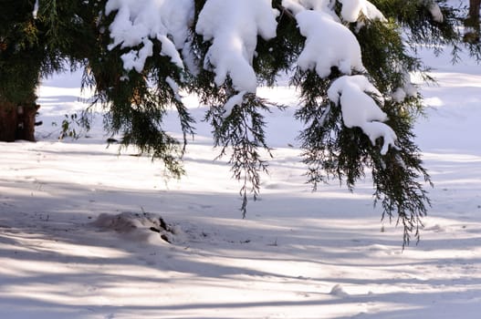 Pine Brunch - Pine tree branches with fresh fallen snow