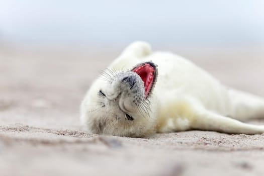 yawning seal pup