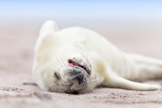small newborn seal pups