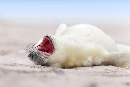 small newborn seal pups