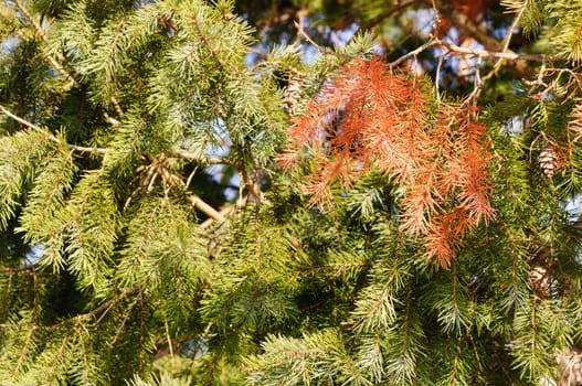 Christmas tree branches-green and brown needles
