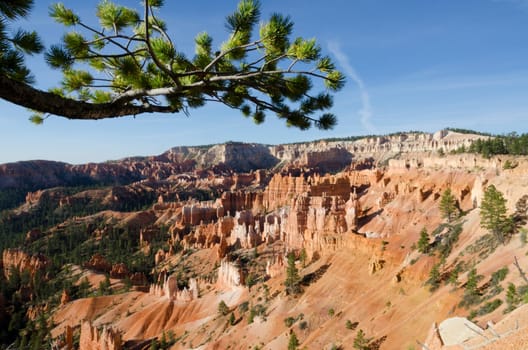 tree in Bryce Canyon National Park in the United States of America
