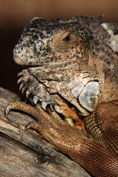 Green iguana (brown specimen)