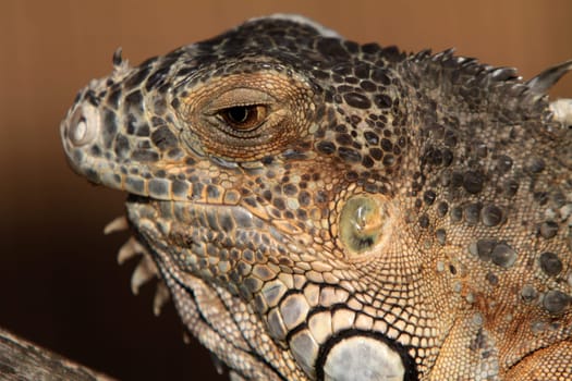 Green iguana (brown specimen)