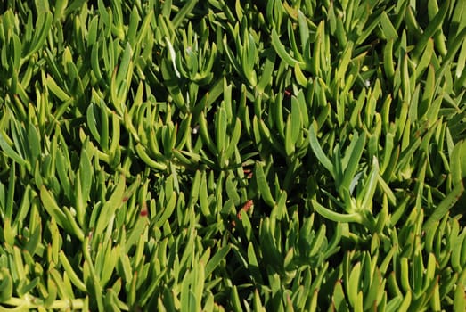 Edible ice plant Aizoaceae Carpobrotus edulis