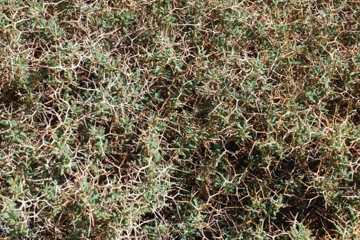 Dornige Bibernelle Spiny Burnet Sarcopoterium Poterium Spinosum
