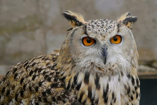 The mystery seen in the eyes of an owl