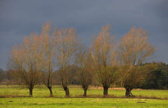 Pollard willows