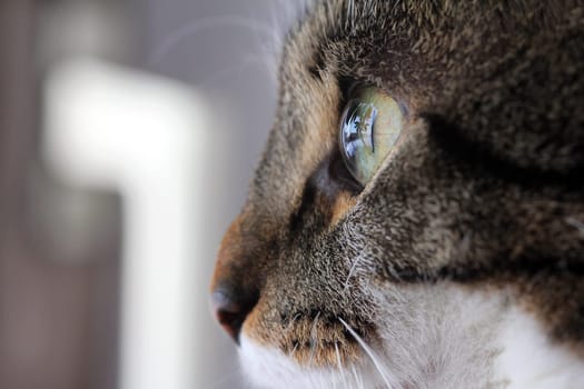 Close-up of a cat's eye from the side