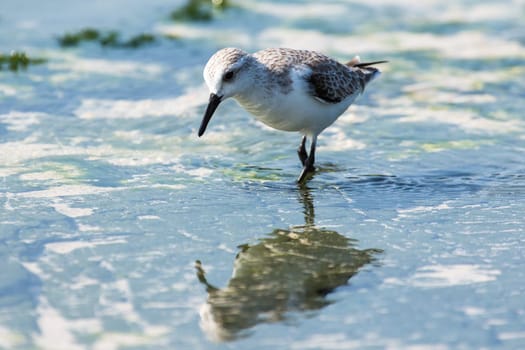 Sandpiper by the sea