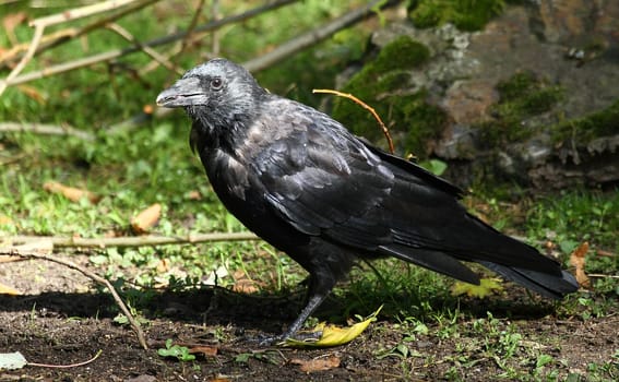 Jackdaw