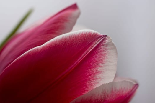 Tulip