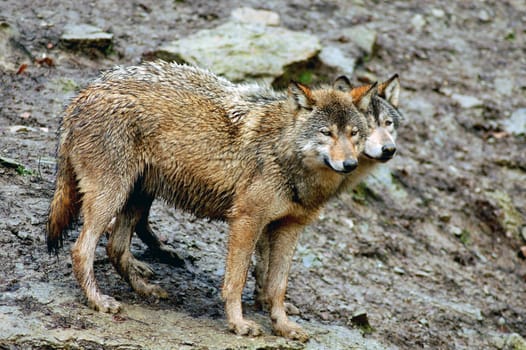 Wolves