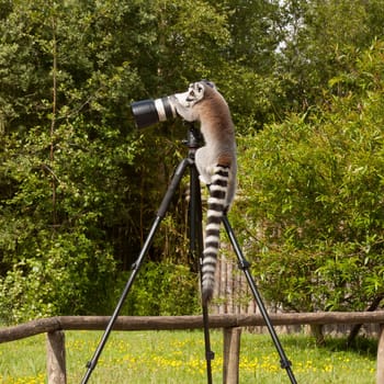 Ring-tailed lemur in captivity, sitting on a photographers tripod