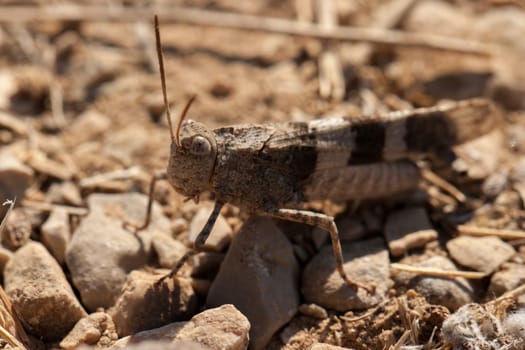 Brown locust close up full body side view (Oedipoda carulescens)
