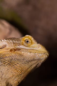 Close-up of Bearded dragons eye (Pogona vitticeps)