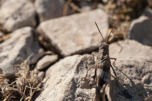 Brown locust close up full body side view (Oedipoda carulescens)
