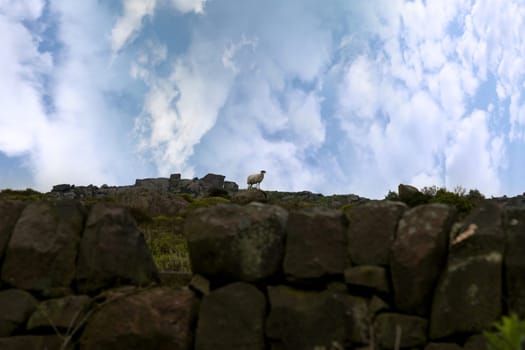 sheep standing on a rocky hill formation in the Cheshire countryside in England