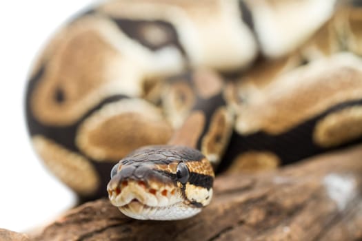 Ball Python close up (Python Regius)