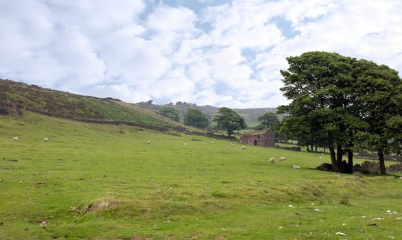 sheep grazing on a hilly pasture in the Cheshire countryside in England