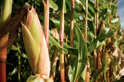single closed corn cob on mother plant