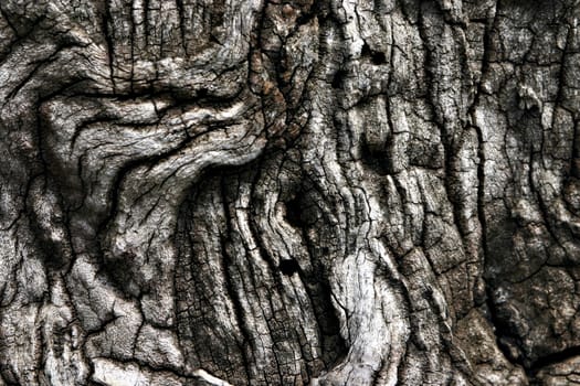 The bark of the trees creates incredible patterns