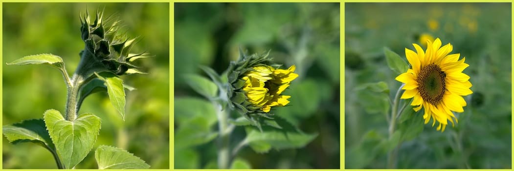 Collage of growing sunflower