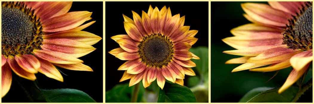 sunflowers (Helianthus) - collage