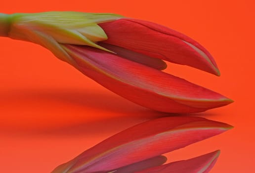 Amaryllis