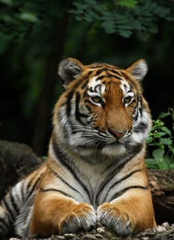 Siberian tiger