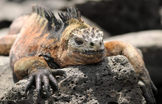Galapagos marine iguana resting