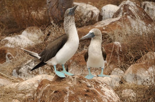 Blue-footed boobies courtship
