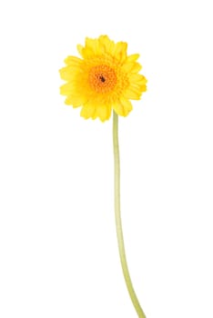 Yellow gerber flower, isolated on white background