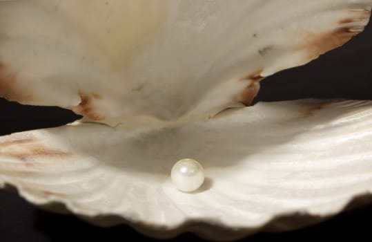 Scallop Shell with Pearl inside