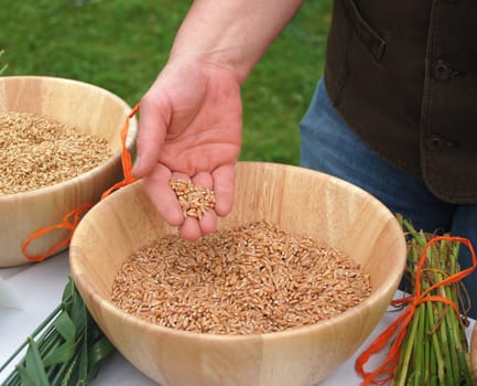 Handful of Corn with a wooden bowl