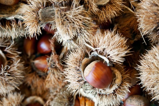 Fresh Sweet Chestnut in their Husk