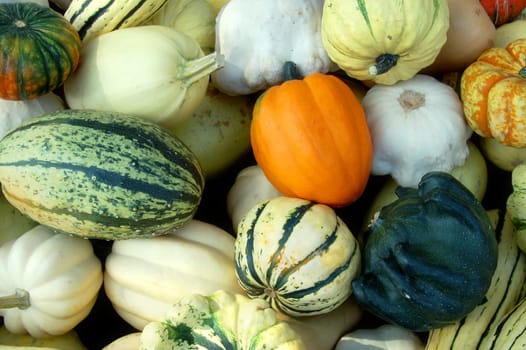 Lot of different Pumpkins