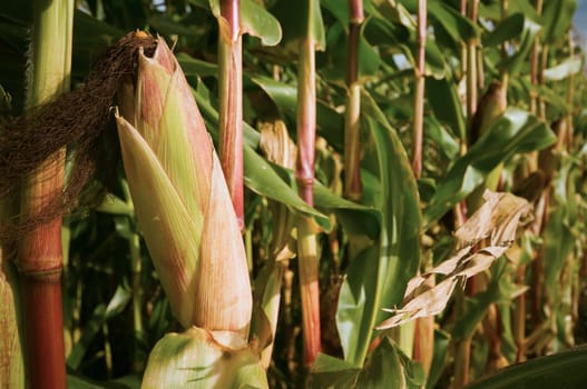 single closed corn cob on mother plant
