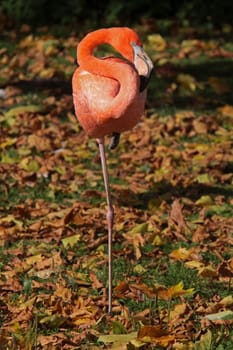 Chilean flamingo