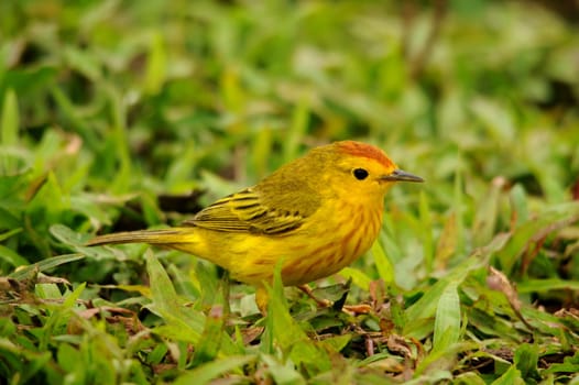 Yellow Warbler
