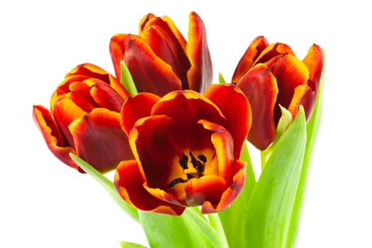 Tulip,close-up of flower against white background