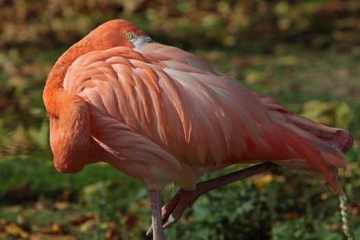 Chilean flamingo
