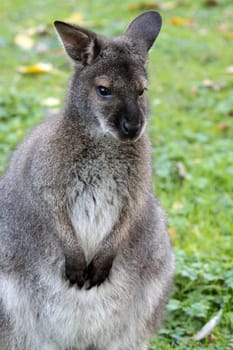 Bennett Kangaroo