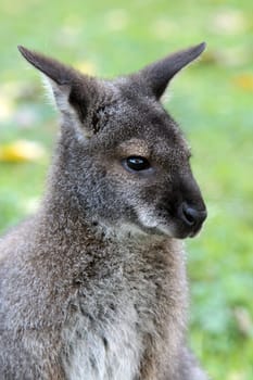 Bennett Kangaroo