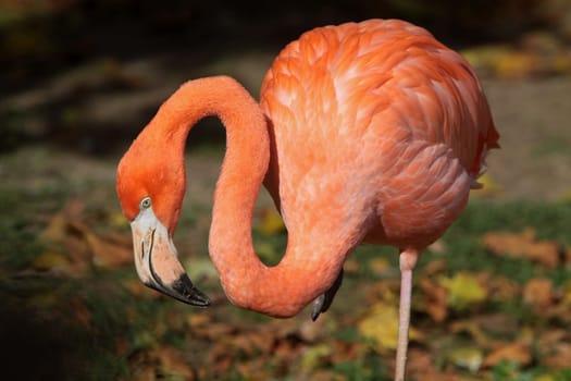 Chilean flamingo