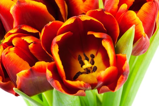 Tulip,close-up of flower against white background
