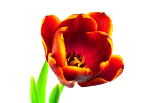 Tulip,close-up of flower against white background